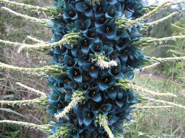 A once in a lifetime flowering plant is now in bloom in Hayle.  The town boasts a rare 'Puya' flower on King George V Memorial Walk *picture by Hayle Town Council 